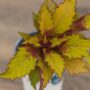 Coleus – FlameThrower™ Spiced Curry – 4.5″ Pot